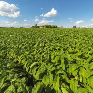 Fotos-COMEX-2025-10-08T195718.931 (1)