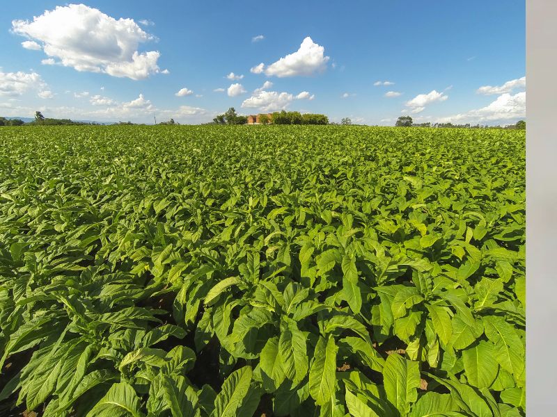 Exportações de tabaco podem superar US$ 3 bilhões em 2025, apesar da queda nas vendas aos EUA com tarifaço